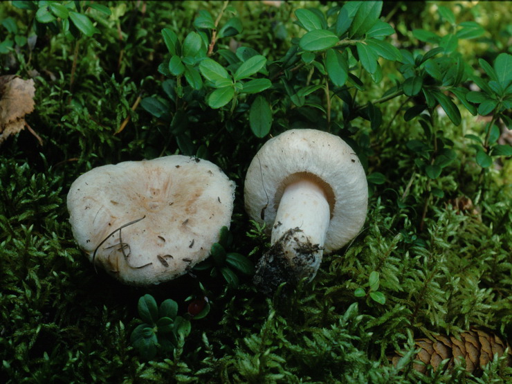 Specie interessanti dalla LAPPONIA due